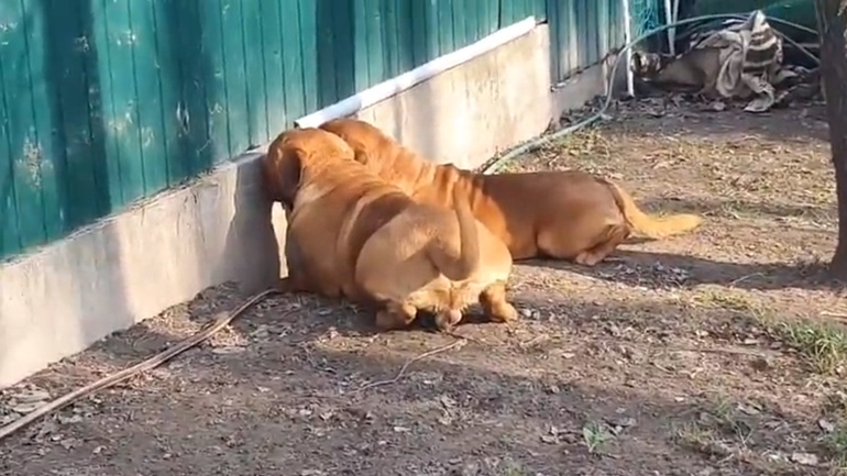 Σκύλοι κρυφοκοιτάζουν πίσω από έναν φράχτη