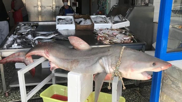 Οι περιβαλλοντικές οργανώσεις κάνουν έκκληση για την προστασία των καρχαριών και των σαλαχιών