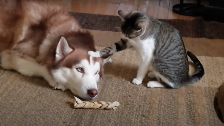 Η γάτα κάνει μπούλινγκ στο χάσκι