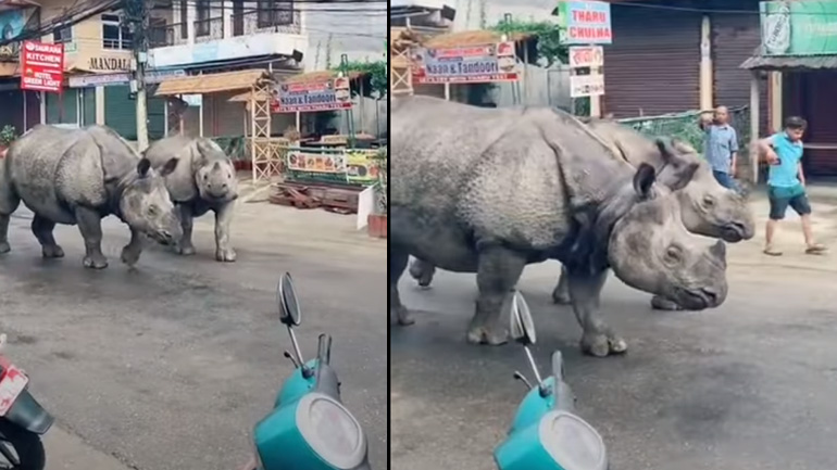Δύο ρινόκεροι περπατούν άνετοι στους δρόμους του Νεπάλ