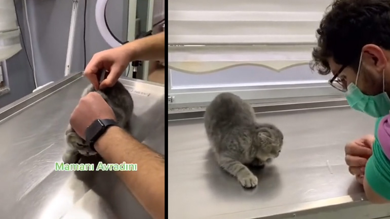 Κτηνίατρος κάνει εμβόλιο σε ένα γατάκι 