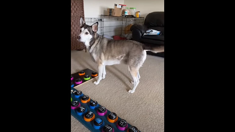 Σκύλος επικοινωνεί με κουμπιά Σκύλος επικοινωνεί με κουμπιά