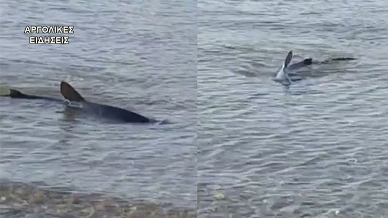 Καρχαρίας σε παραλία του Ναυπλίου Καρχαρίας σε παραλία του Ναυπλίου