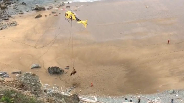 Ισπανία: Εντυπωσιακή διάσωση από αέρος ενός ταύρου 800 κιλών που είχε εγκλωβιστεί σε παραλία