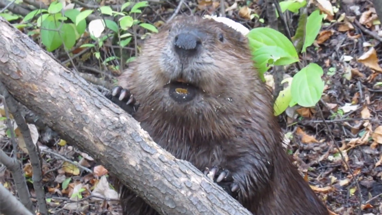 Κάστορας κόβει ένα δέντρο Κάστορας κόβει ένα δέντρο