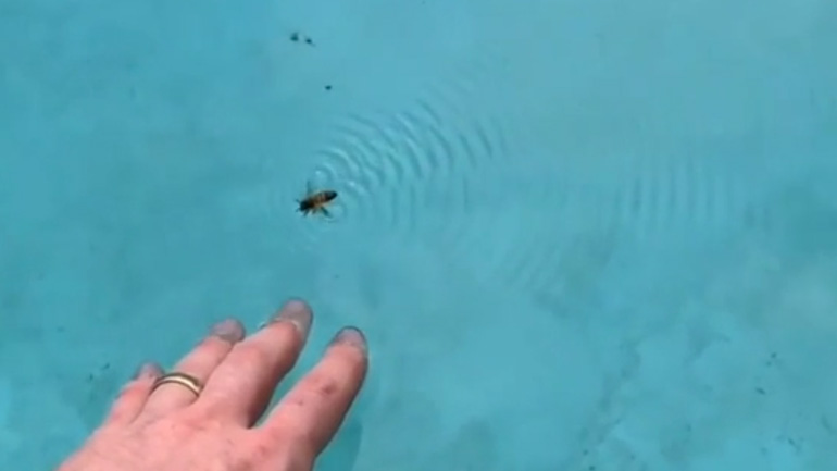 Διάσωση μέλισσας από πισίνα 