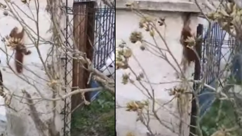 Σκύλος και σκίουρος παίζουν κρυφτό