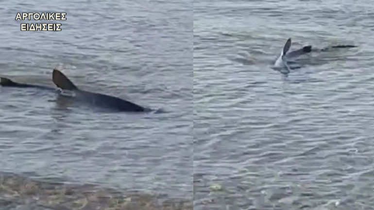 Καρχαρίας εμφανίστηκε στην παραλία Καραθώνας στο Ναύπλιο