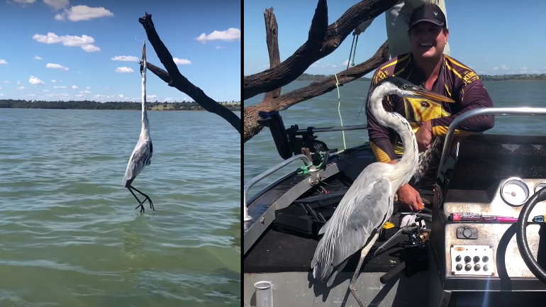 Ψαράς σώζει παγιδευμένο ερωδιό