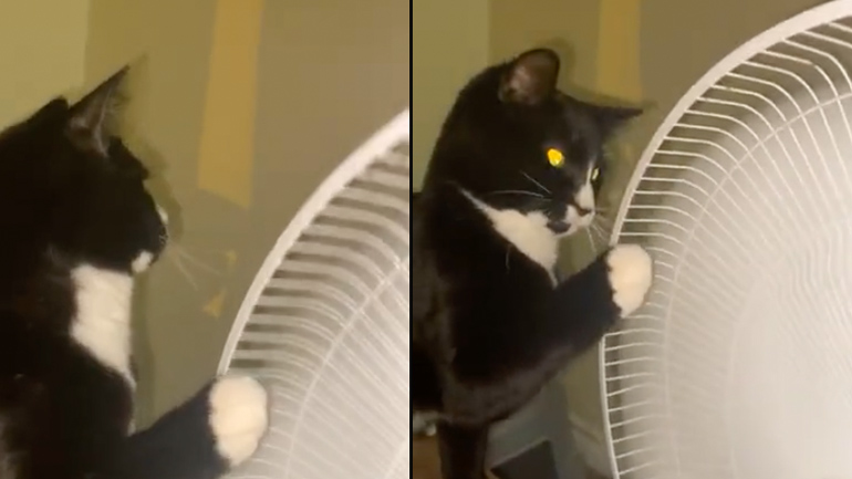 Η γάτα παίζει στον ανεμιστήρα