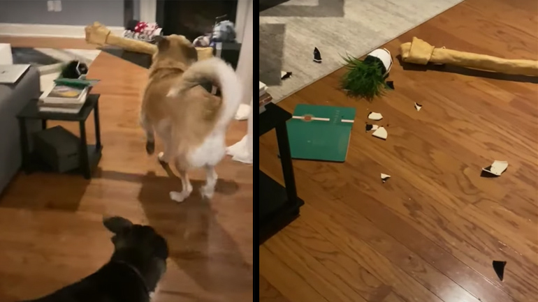 Ποιος έκανε ζημιά;