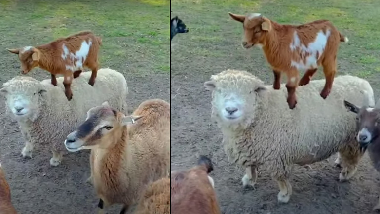 Πάμε για περπάτημα; Πάμε!