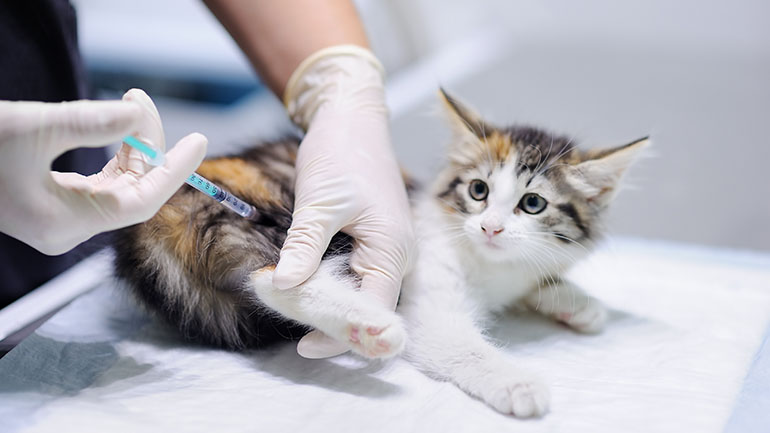 Η Ρωσία παρήγαγε την πρώτη παρτίδα εμβολίων κατά της Covid-19 για ζώα Η Ρωσία παρήγαγε την πρώτη παρτίδα εμβολίων κατά της Covid-19 για ζώα