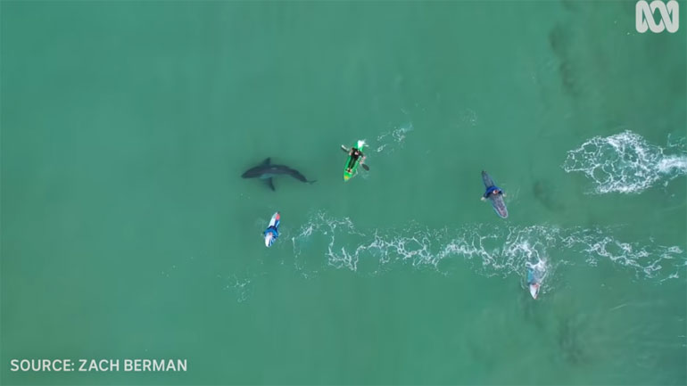 Μια ανάσα από τα σαγόνια του καρχαρία!