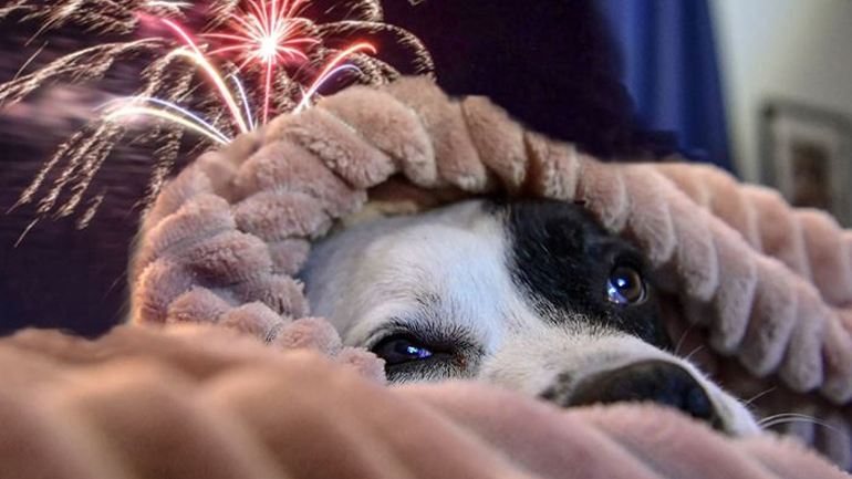 Κροτοφοβία: Όταν ο σκύλος σας φοβάται τα βεγγαλικά του Πάσχα