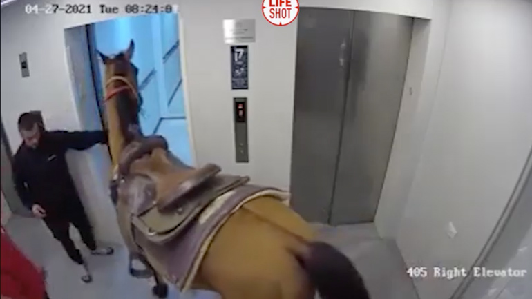 Άλογο σε ασανσέρ