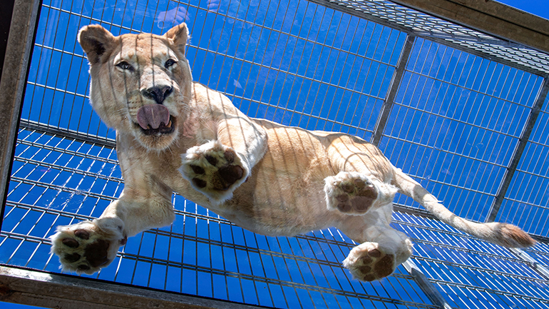 Νότια Αφρική: Η κυβέρνηση θα απαγορεύσει την εκτροφή λιονταριών σε αιχμαλωσία