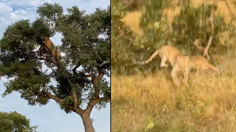 Λέαινα και λεοπάρδαλη πέφτουν από ένα δέντρο Λέαινα και λεοπάρδαλη πέφτουν από ένα δέντρο