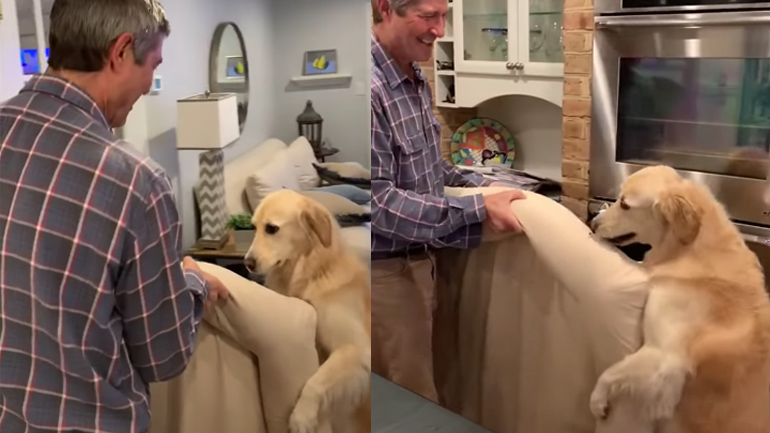 Σκυλίτσα μεταφέρει με τον ιδιοκτήτη της ένα μαξιλάρι