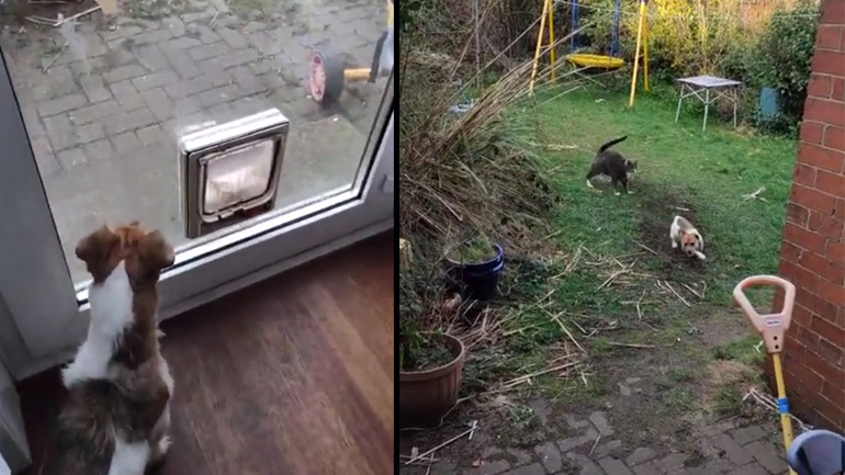 Μικρόσωμος σκύλος εναντίον γάτας