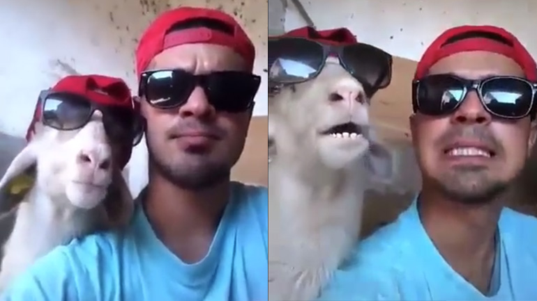 Μια πολύ cool κατσίκα