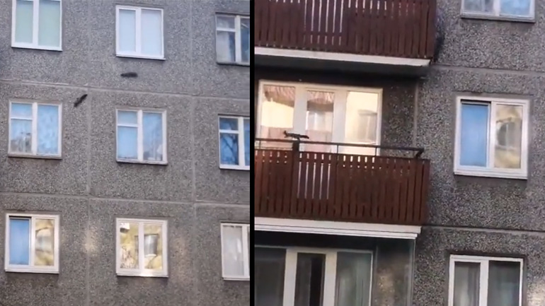 Σκίουροι κυνηγιούνται στον τοίχο ενός κτηρίου