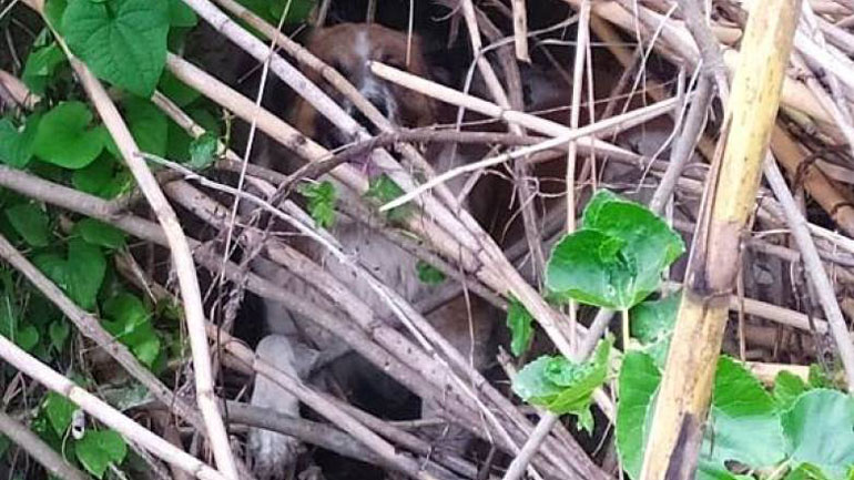 Αχαΐα: Έσωσαν σκύλο από  πνιγμό – Μεγάλη επιχείρηση για τον απεγκλωβισμό του