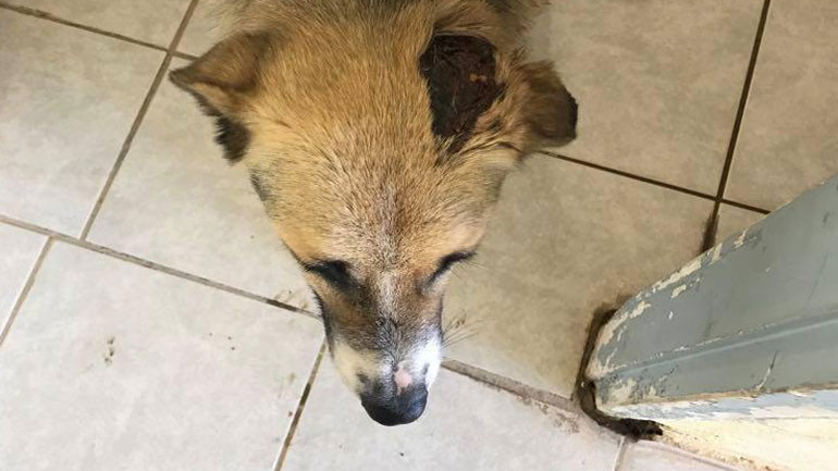 Κατηγορείται διοικητής Μοίρας στη μονάδα της Ριτσώνας για πυροβολισμό εναντίον σκύλου!