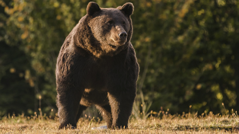 Ρουμανία: Ο «βασιλιάς» των αρκούδων σκοτώθηκε από έναν πρίγκιπα του Λιχτενστάιν
