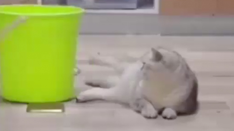 Γάτες κάνουν ένα κόλπο 