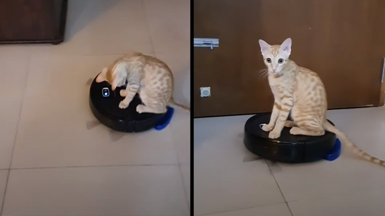 Η γάτα και η σκούπα 