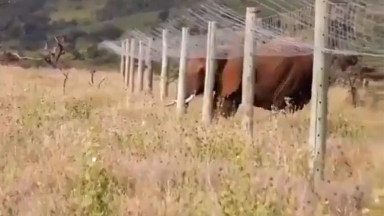 Ελέφαντας περνά κάτω από έναν φράχτη
