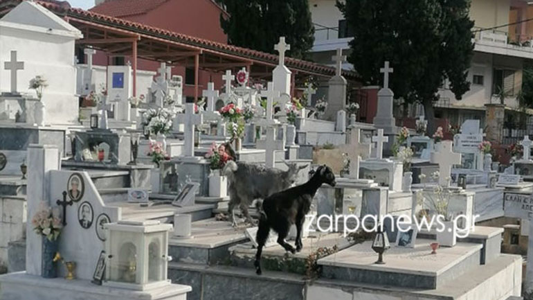 Χανιά: Τριγύριζαν στα μνήματα κι έτρωγαν τα λουλούδια