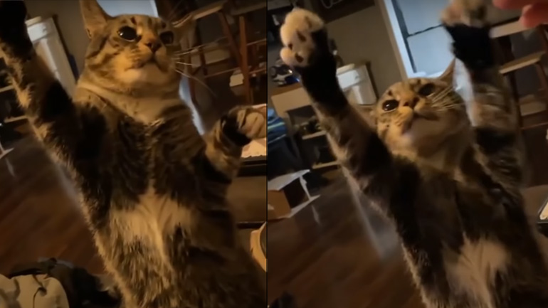 Γάτα ζητάει ευγενικά λίγο παγωτό