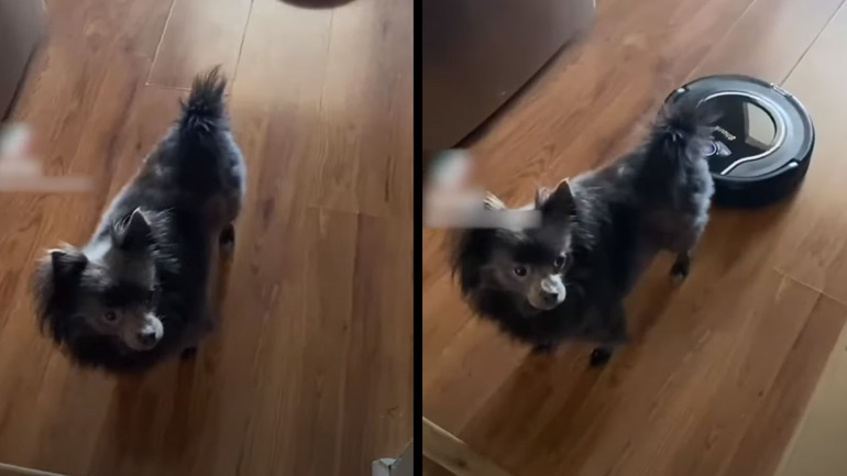 Σκύλος εναντίον ρομποτικής σκούπας