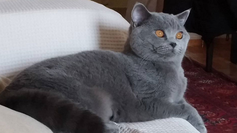 Σε δημόσια διαβούλευση το νομοσχέδιο για τα ζώα συντροφιάς – Τι προβλέπει