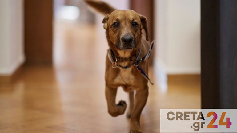 Κρατούμενος των φυλακών Ηρακλείου φτιάχνει το σκυλόσπιτο του αδέσποτου που υιοθέτησε ο πρωθυπουργός