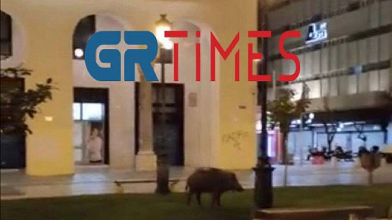 Θεσσαλονίκη: Αγριογούρουνο… έκοβε βόλτες στην Αριστοτέλους