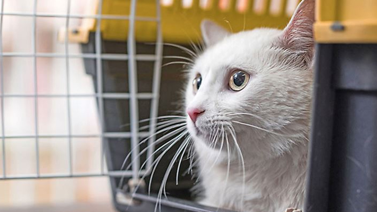 Απλά βήματα για συνηθίσει η γάτα το κλουβί μεταφοράς