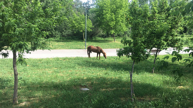 Άλογο στη Λάρισα βγήκε για… ψώνια Άλογο στη Λάρισα βγήκε για… ψώνια