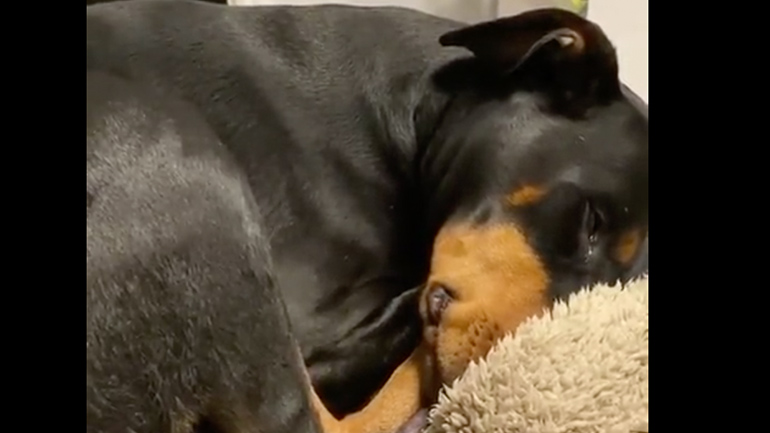 Σκύλος ονειρεύεται