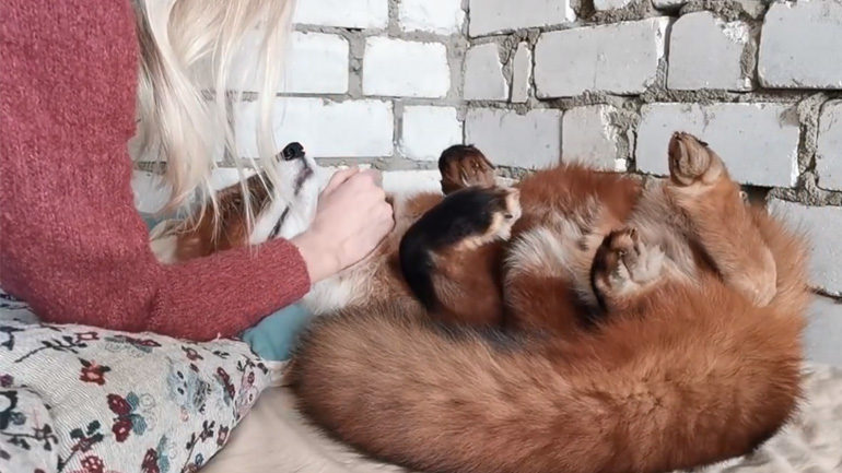 Η αλεπού θέλει χάδια