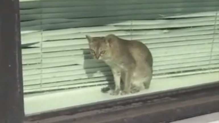 Καθαριστής τζαμιών εναντίον γάτας