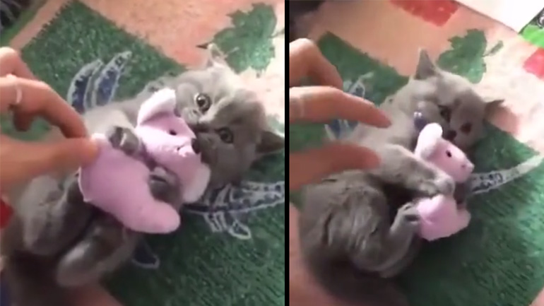 Ένα εξοργισμένο γατάκι