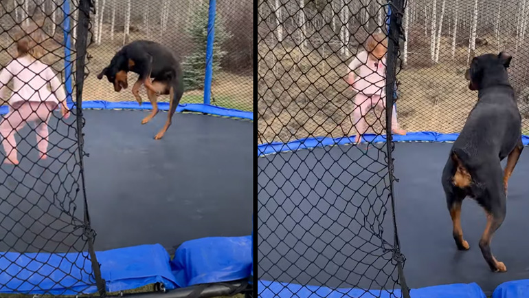 Kοριτσάκι παίζει στο τραμπολίνο με τον σκύλο της 