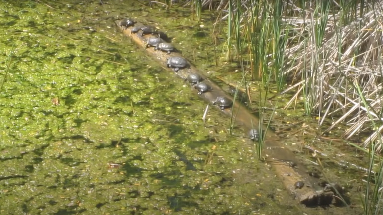 Χελώνες ισορροπούν σε έναν κορμό ξύλου