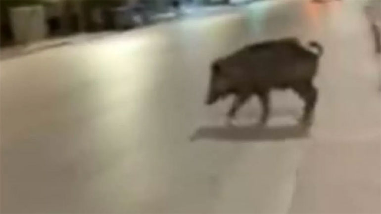 Νέο βίντεο με αγριογούρουνο στο κέντρο της Θεσσαλονίκης Νέο βίντεο με αγριογούρουνο στο κέντρο της Θεσσαλονίκης