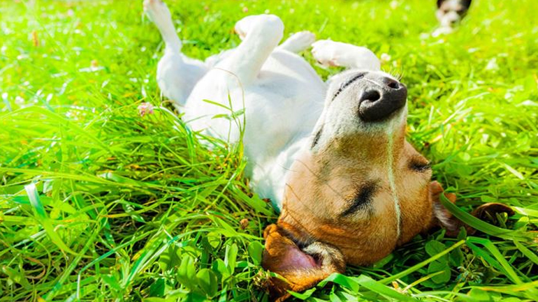 Πώς να προστατεύουμε τους τετράποδους φίλους μας από τον καύσωνα