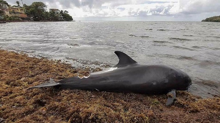 Νεκρά εντοπίστηκαν δύο δελφίνια και μία θαλάσσια χελώνα σε παραλίες της Β. Ελλάδας Νεκρά εντοπίστηκαν δύο δελφίνια και μία θαλάσσια χελώνα σε παραλίες της Β. Ελλάδας