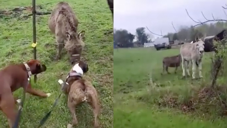 Ο γάιδαρος γελάει με τον σκύλο